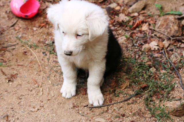 australien - Kinaï, petit Berger Australien x Border Collie - Page 2 Img_9410