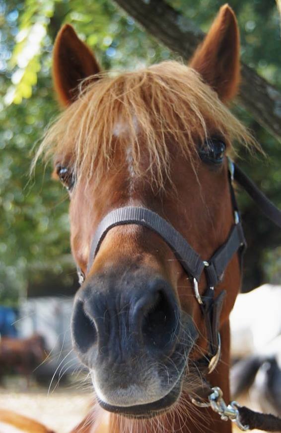 URGENT....2 PONEYS DISPARUS OU VOLES A SOUVIGNY EN SOLOGNE . 10917310