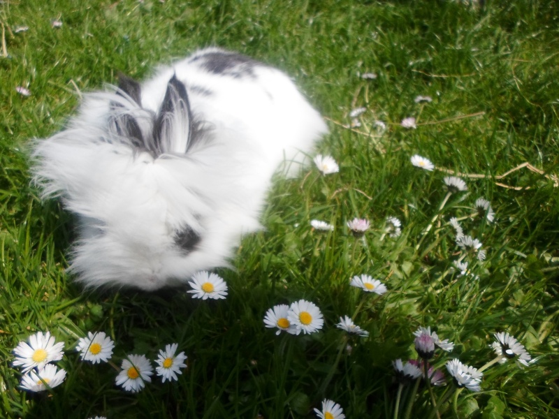 Votre lapin dans le jardin ♥ Sam_1010