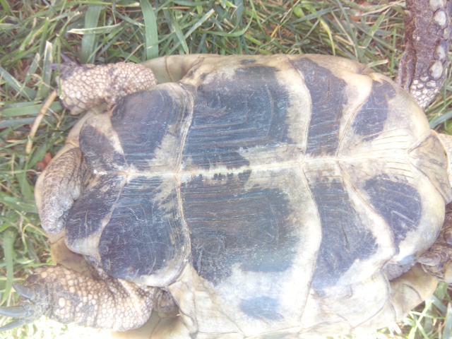 Tortue Blanco N° 2 Img_2037