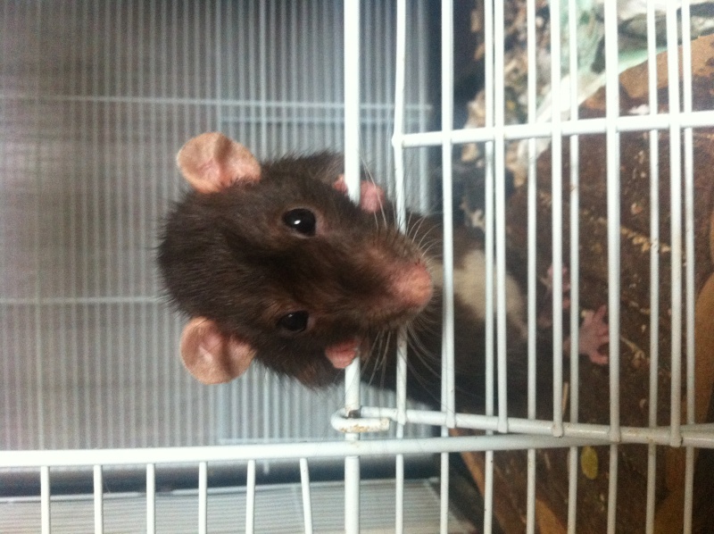 Ratte aujourd'hui seule à adopter Image_11