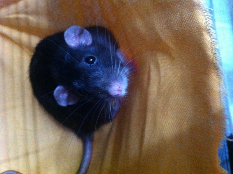 Ratte aujourd'hui seule à adopter Photo_11