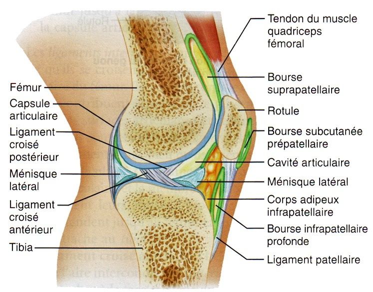 tendinites - Les Tendinites Genou111