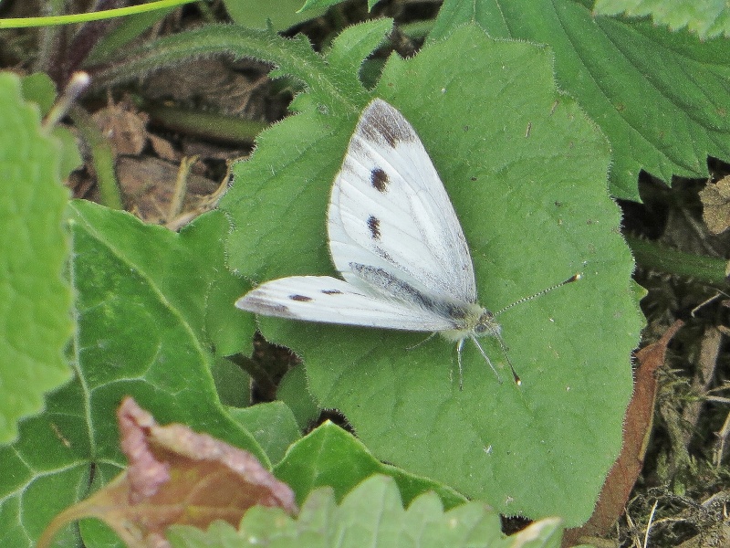 [Pieris napi]  La Piéride du navet (femelle)  Img_1310