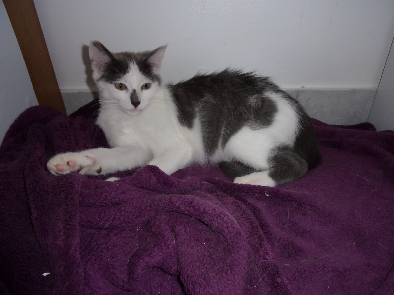 Timmy, chaton 5 mois blanc et gris  sorti de la rue cherche famille Rimg0314