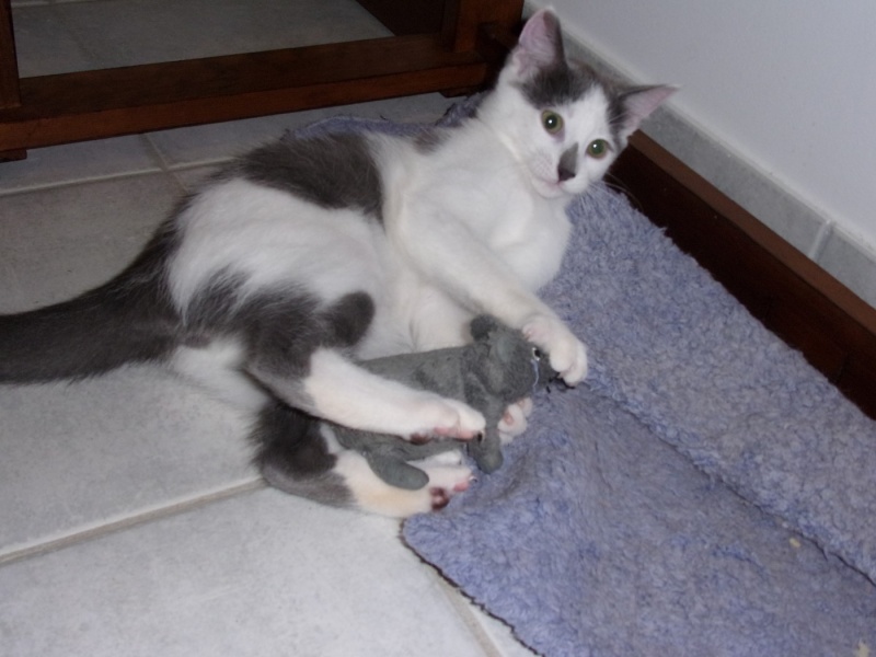 Timmy, chaton 5 mois blanc et gris  sorti de la rue cherche famille Rimg0413