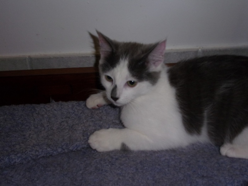 Timmy, chaton 5 mois blanc et gris  sorti de la rue cherche famille Rimg0414