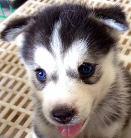 why do huskies eyes change color