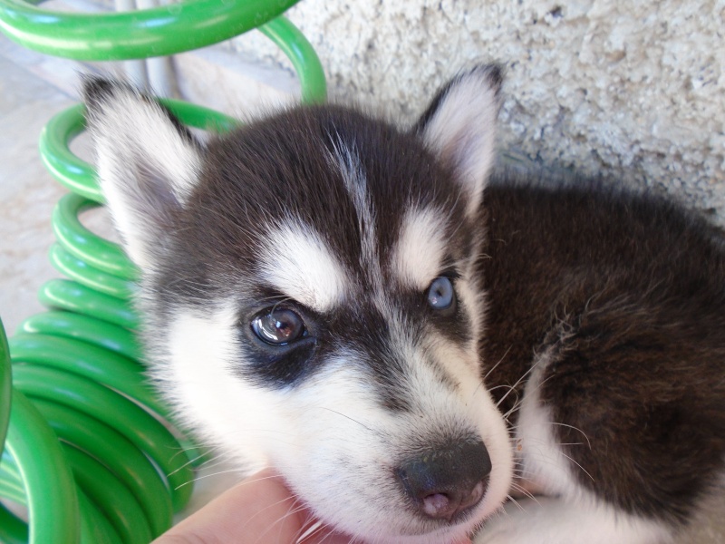 Husky's eyes Dsc00011