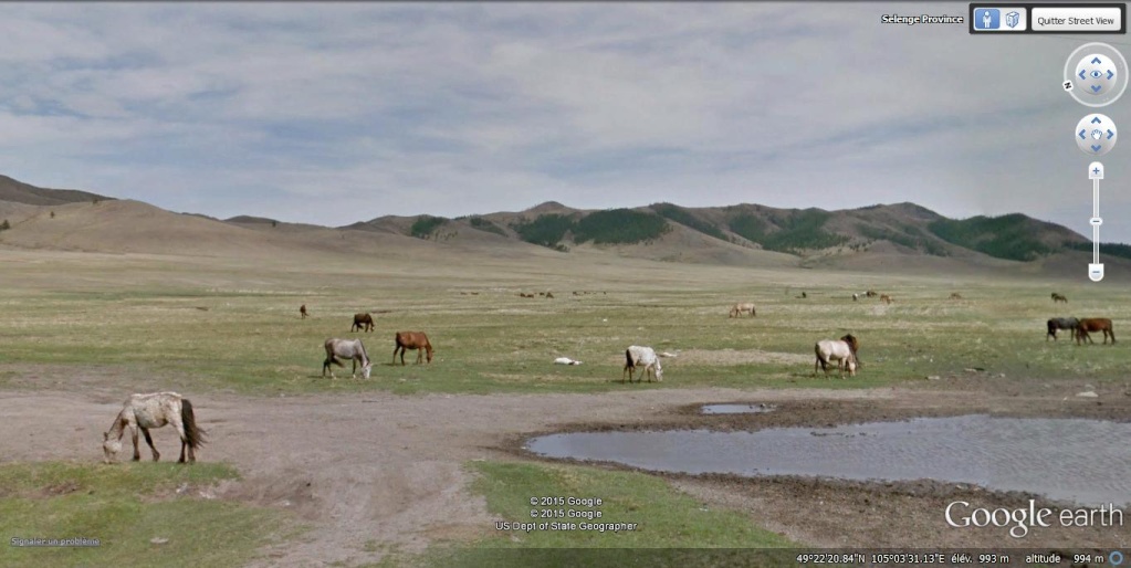 STREET VIEW : Les animaux - Page 9 Chevau10