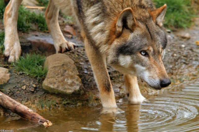 December - Alphess of the Werewolves (WIP) Wolf_w12