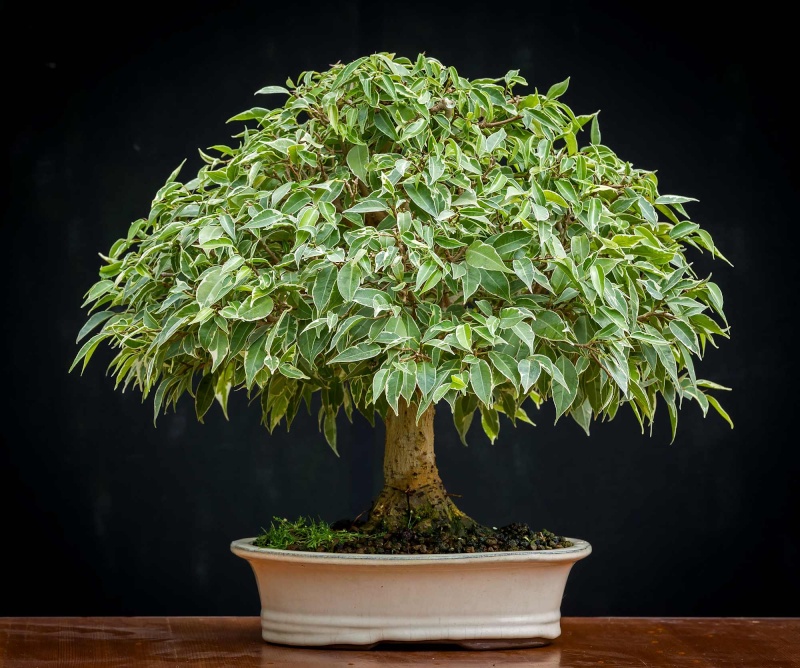 Ficus benjamina from Siberia Eza10