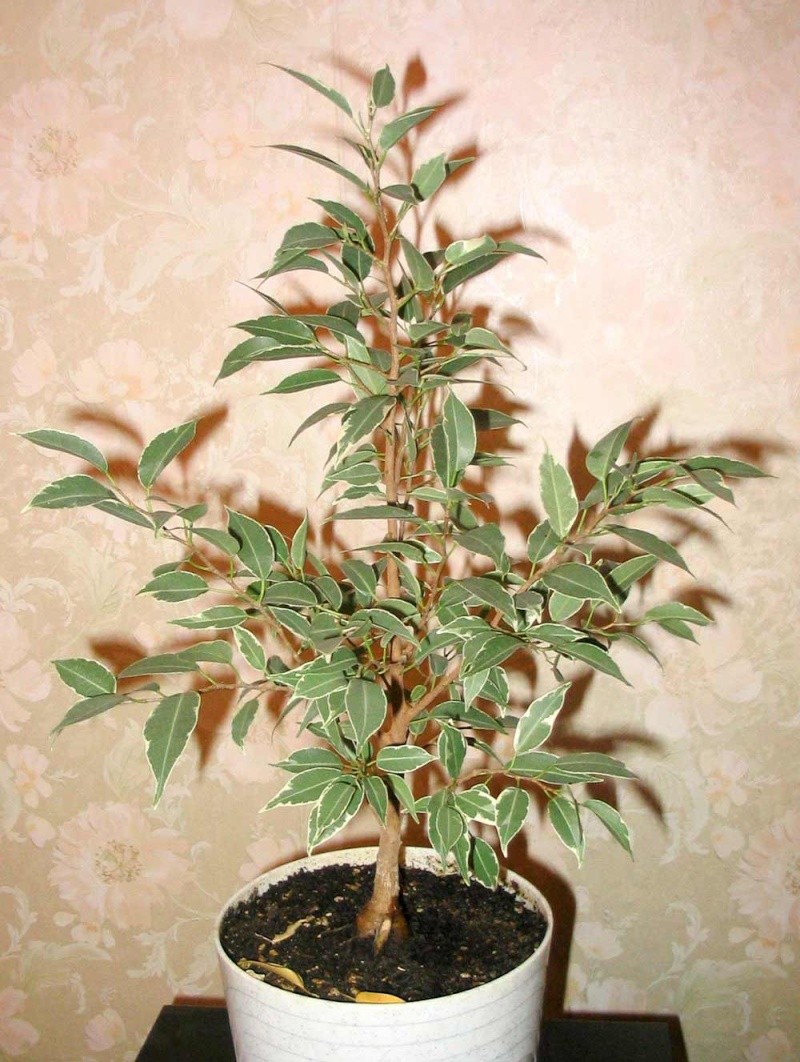 Ficus benjamina from Siberia Eza112