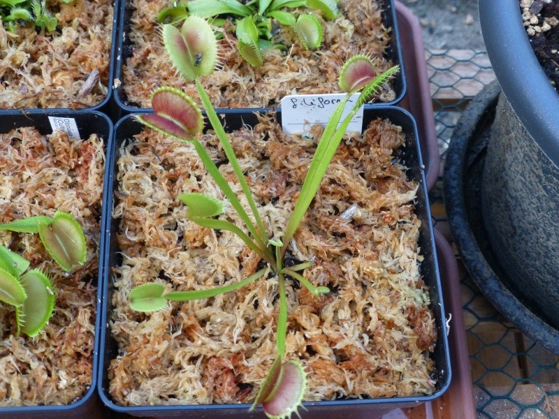 petit post dionaea P1010719