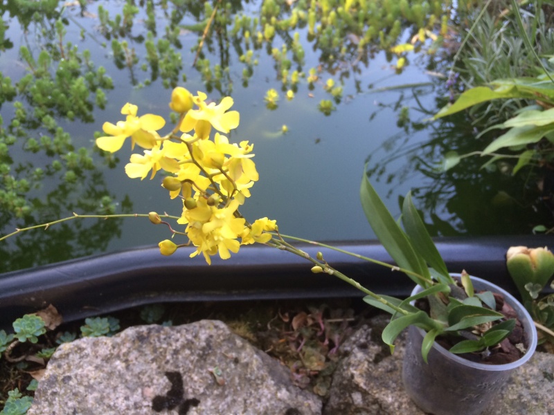 Oncidium jaune Image10