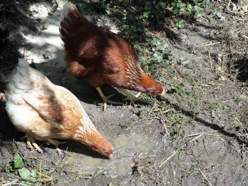 Je débute en poules ! - Page 2 06811