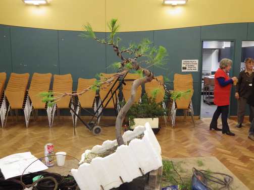 MONTEREY PINE YAMADORI PROGRESSION (PINUS RADIATA) - MAURO STEMBERGER WORKSHOPS 610