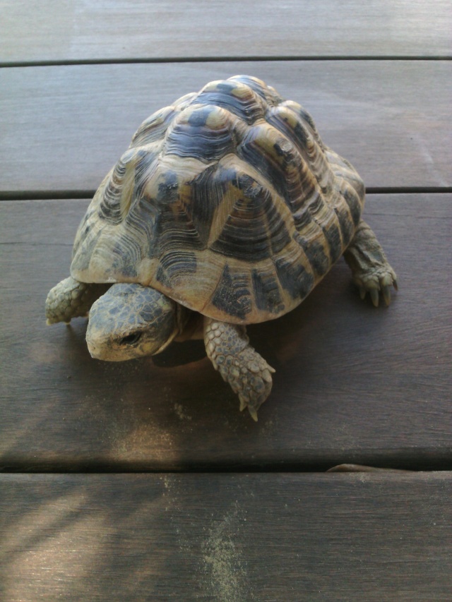 Ma tortue ne sort plus et ne mange presque pas  Img_2013