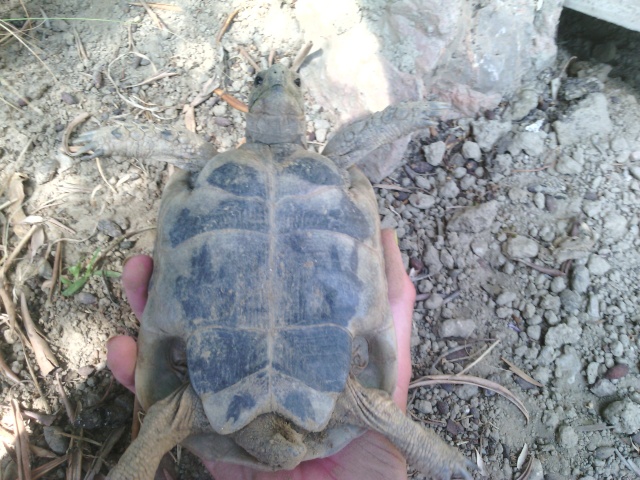 Ma tortue ne sort plus et ne mange presque pas  Img_2019