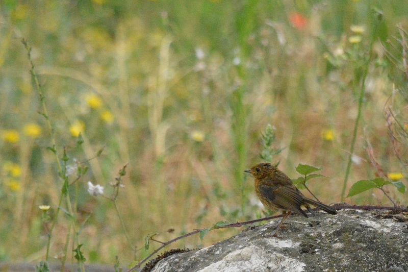 rouge-gorge et pouillot 22-7-110