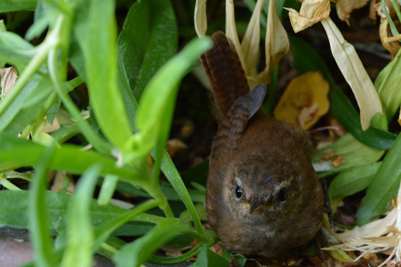 troglodyte mignon Dsc_0012