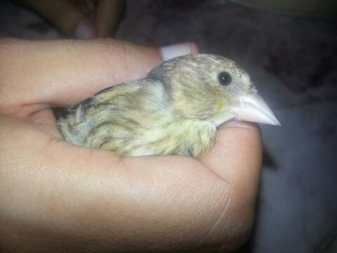 Chardonneret X Canari Mâle Ou Femelle