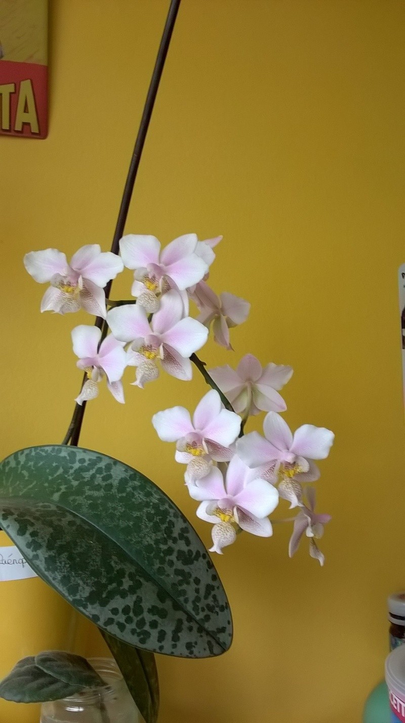 orchidées - floraisons du moment 2015 - Page 6 710