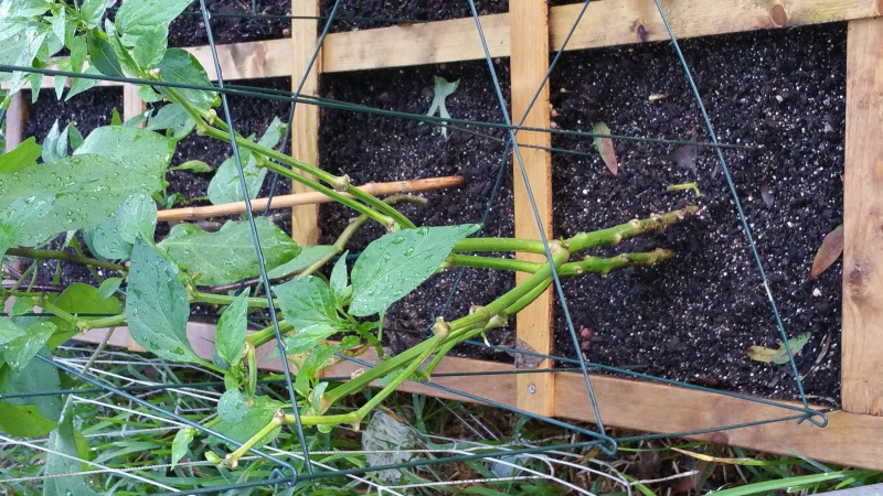 Please help!  Pepper plants...so sad & yellow.  Any suggestions? 20150813