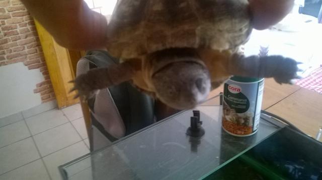 Quelle est l’espèce de cette tortue aquatique ? Wp_20110