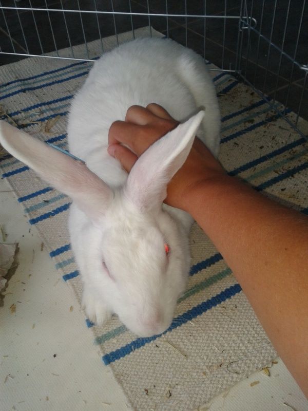 Association White Rabbit - Réhabilitation des lapins de laboratoire Aneth_18
