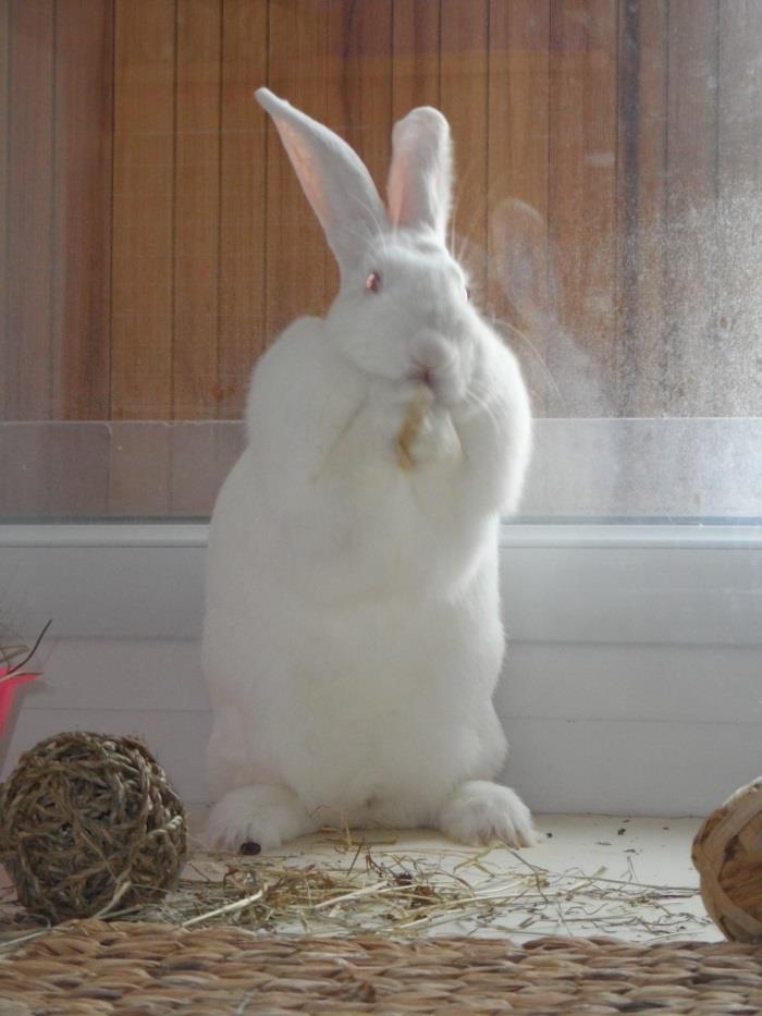 Association White Rabbit - Réhabilitation des lapins de laboratoire Apple110