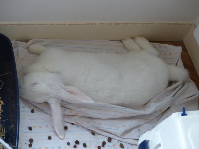 Association White Rabbit - Réhabilitation des lapins de laboratoire Arwen110