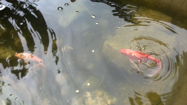 Besoin d'aide poisson rouge Img_2013