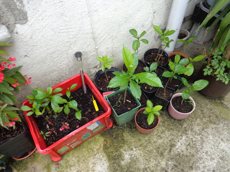 Mon ptit jardin à moi. Dsc00711