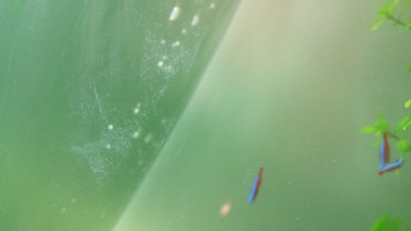 Traces blanches sur la vitre... un début d'une nouvelle algue?? 20150817