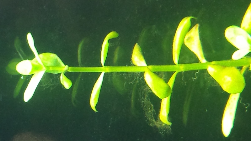  Algues demarrage 20150812