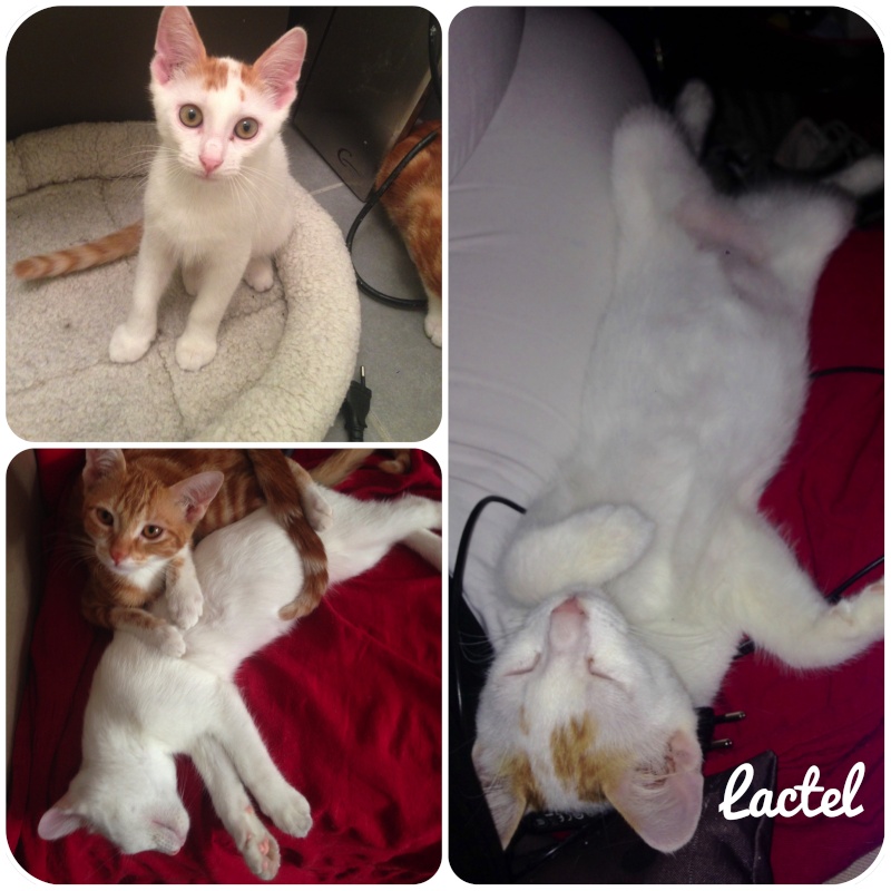 [Adopté] Lactel chaton  Lactel10