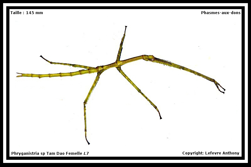 Phryganistria sp "Tam Dao" (P.S.G n°???) Phryga10