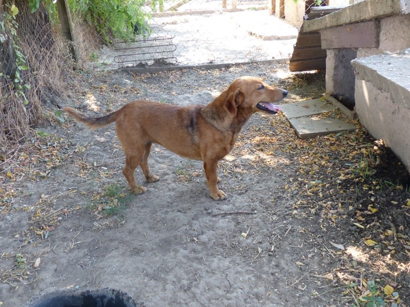 ZOCA, F-X basset, née 2012, 8 kg (BELLA) - FRIENDS OF PAWS N CLAWS PATTES ET GRIFFES(Depart14) Zoca10