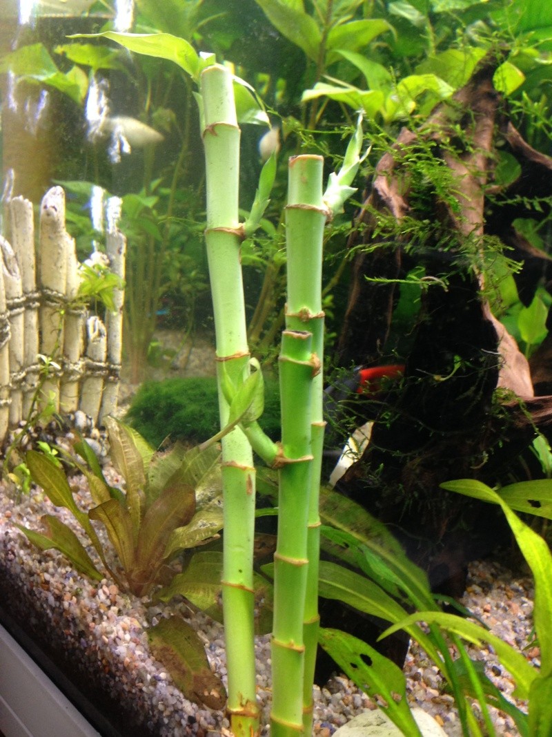Noms des plantes ? Img_5013