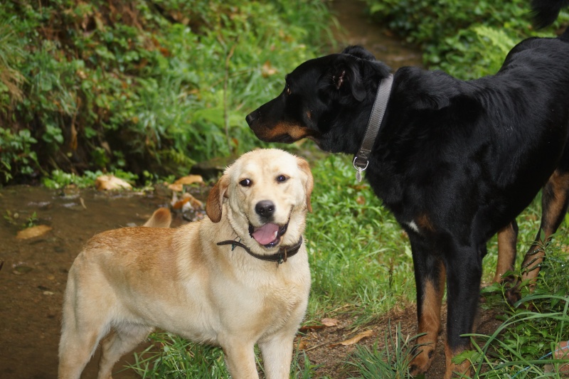 KEMAL mâle type beauceron né en 2011(estimation) - Page 2 Dsc07612