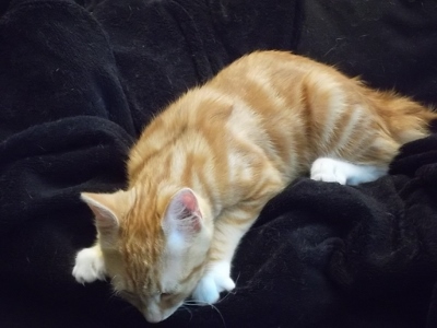 Pookie ( Nibali ), chaton roux avec cravatte et chaussettes blanches, né début avril 2015 Sam_4618