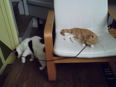 Pookie ( Nibali ), chaton roux avec cravatte et chaussettes blanches, né début avril 2015 Sam_4621