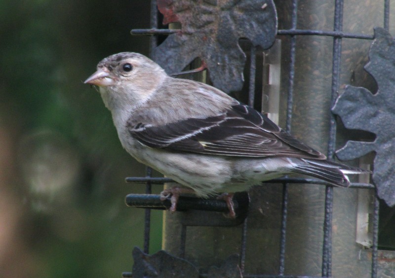 Quel est cet oiseau gris? Chardo10