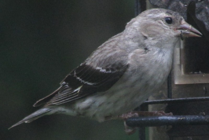 Quel est cet oiseau gris? X_08_013