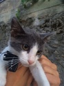 Kitten needs new home 11874810