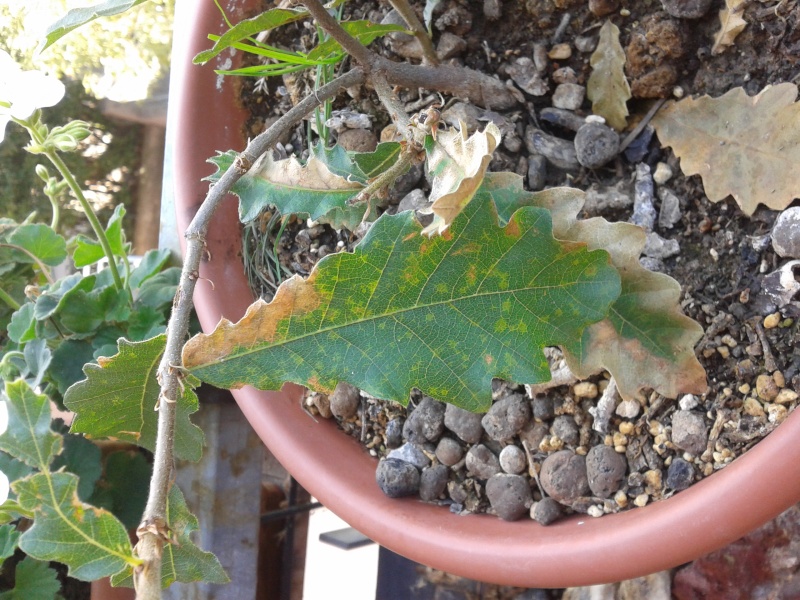 Quercia bonsai ammalata?  2015-013