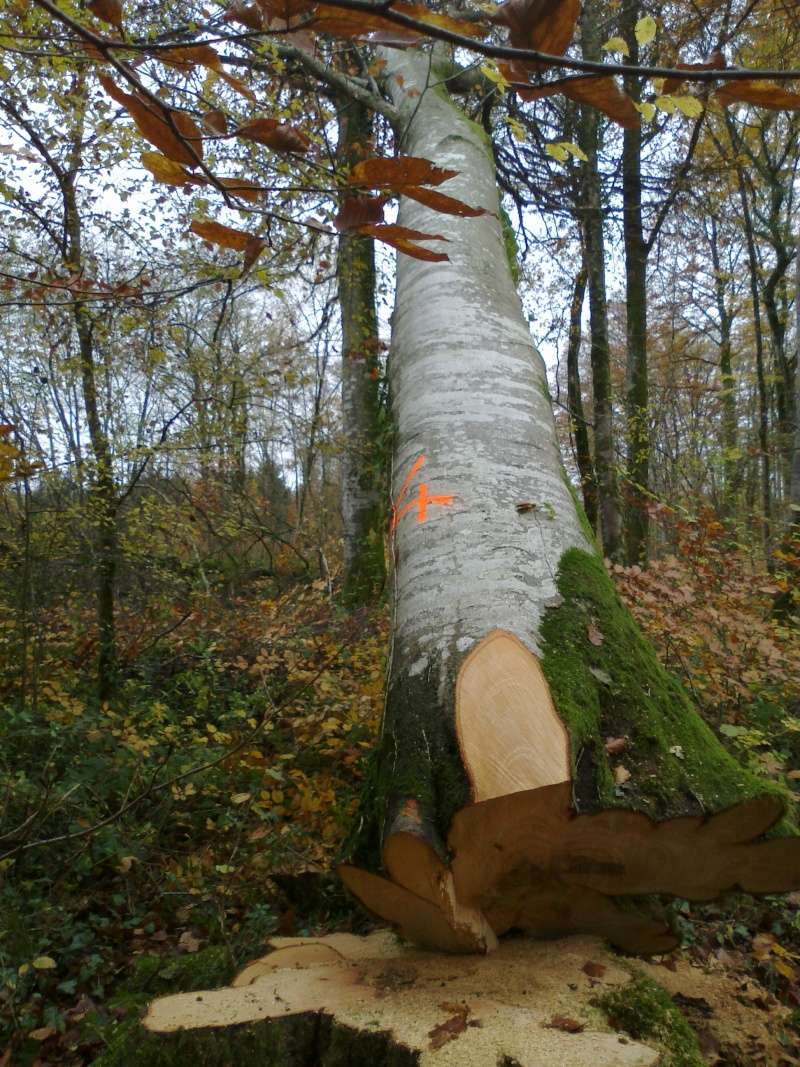 Chantier de façonnage de bois de chauffage en Lorraine 11112011