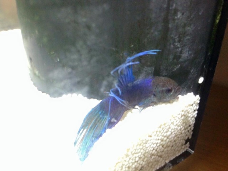 Betta amorphe Image11