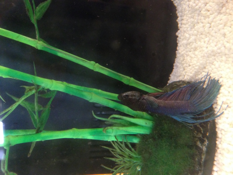 Betta amorphe Image12